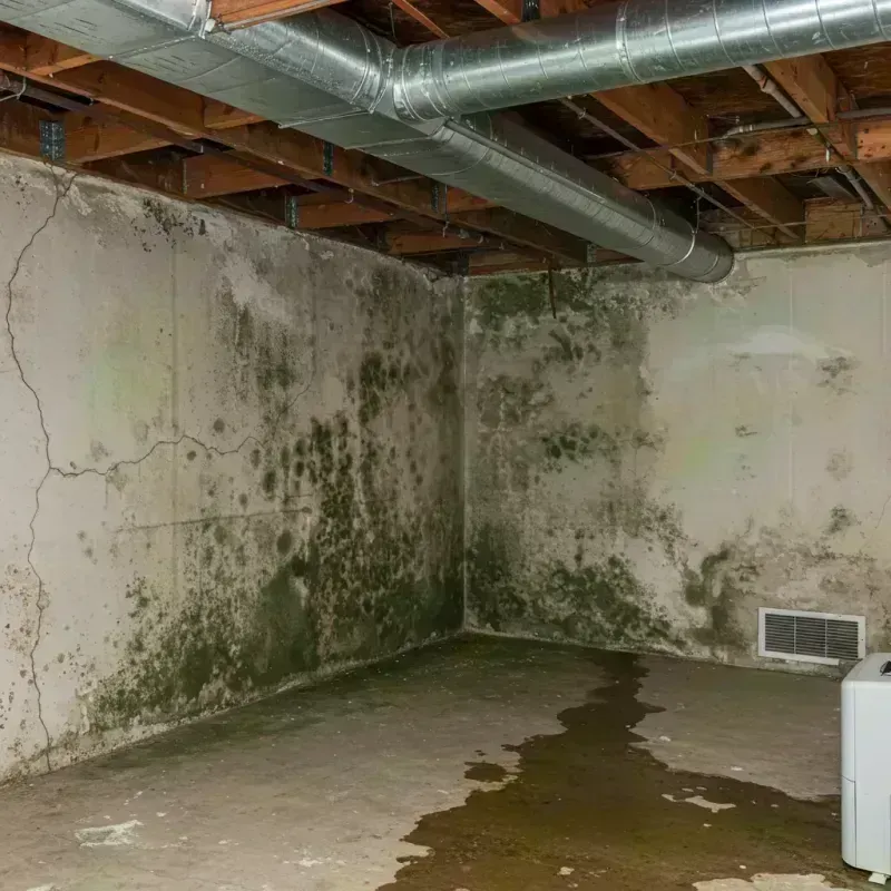 Professional Mold Removal in Murphy, MO